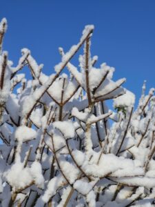 CM1: Création d’haïkus