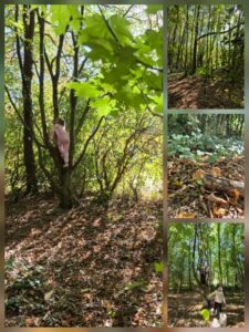 CM1: Première classe dehors 🌳